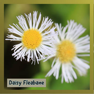 Daisy Fleabane